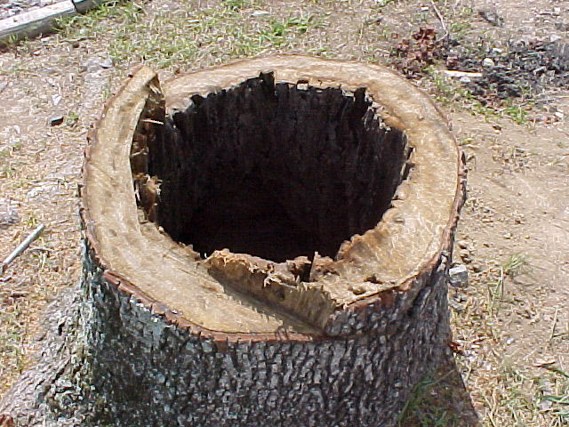 Termites+In+Tree+Stump Termites In Tree Stump http://www2.lsuagcenter.com/lahouse/termites ...